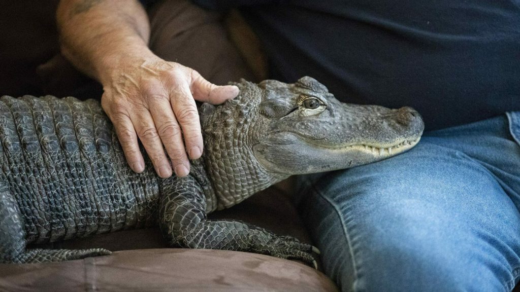 Wally the alligator missing and his owner said he was taken and released