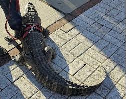 Wally the alligator missing and his owner said he was taken and released